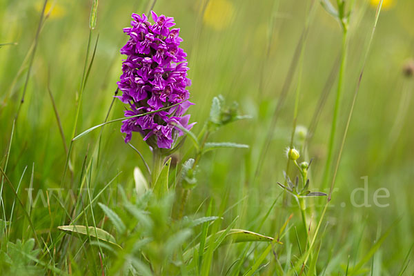 Fleischfarbenes Knabenkraut subsp. (Dactylorhiza incarnata subsp. coccinea)