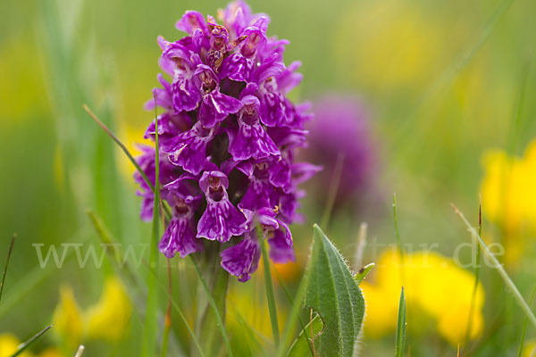 Fleischfarbenes Knabenkraut subsp. (Dactylorhiza incarnata subsp. coccinea)