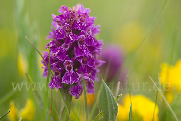 Fleischfarbenes Knabenkraut subsp. (Dactylorhiza incarnata subsp. coccinea)