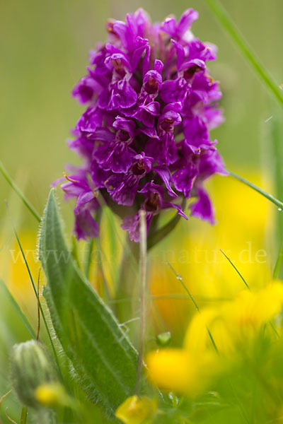 Fleischfarbenes Knabenkraut subsp. (Dactylorhiza incarnata subsp. coccinea)