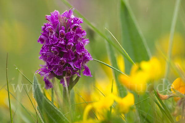 Fleischfarbenes Knabenkraut subsp. (Dactylorhiza incarnata subsp. coccinea)