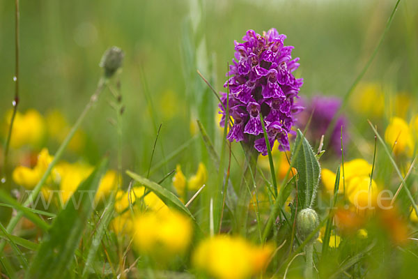 Fleischfarbenes Knabenkraut subsp. (Dactylorhiza incarnata subsp. coccinea)