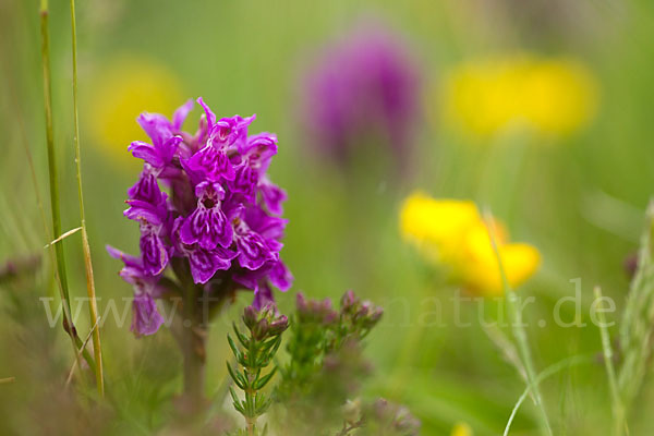 Fleischfarbenes Knabenkraut subsp. (Dactylorhiza incarnata subsp. coccinea)