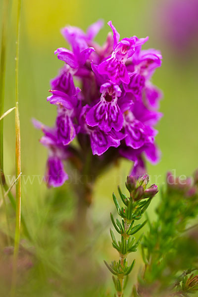 Fleischfarbenes Knabenkraut subsp. (Dactylorhiza incarnata subsp. coccinea)