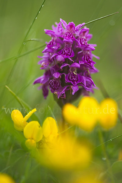 Fleischfarbenes Knabenkraut subsp. (Dactylorhiza incarnata subsp. coccinea)