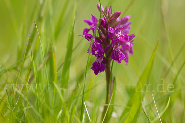 Fleischfarbenes Knabenkraut subsp. (Dactylorhiza incarnata subsp. coccinea)