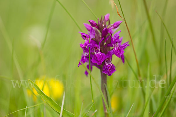 Fleischfarbenes Knabenkraut subsp. (Dactylorhiza incarnata subsp. coccinea)