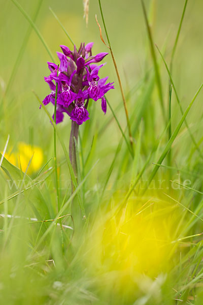 Fleischfarbenes Knabenkraut subsp. (Dactylorhiza incarnata subsp. coccinea)