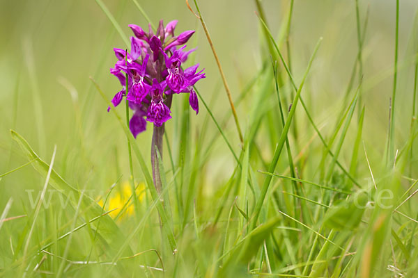 Fleischfarbenes Knabenkraut subsp. (Dactylorhiza incarnata subsp. coccinea)