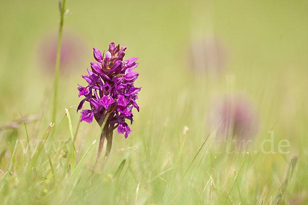 Fleischfarbenes Knabenkraut subsp. (Dactylorhiza incarnata subsp. coccinea)