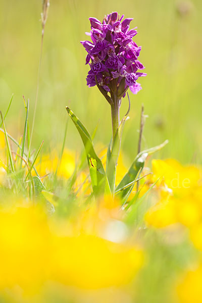 Fleischfarbenes Knabenkraut subsp. (Dactylorhiza incarnata subsp. coccinea)