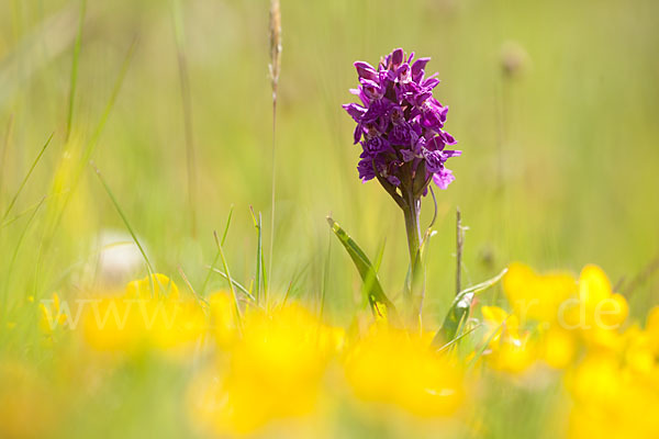 Fleischfarbenes Knabenkraut subsp. (Dactylorhiza incarnata subsp. coccinea)