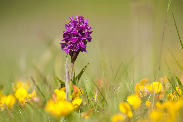 Fleischfarbenes Knabenkraut subsp. (Dactylorhiza incarnata subsp. coccinea)