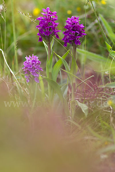 Fleischfarbenes Knabenkraut subsp. (Dactylorhiza incarnata subsp. coccinea)