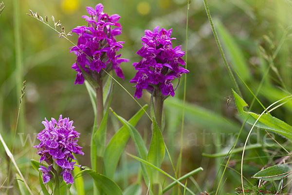 Fleischfarbenes Knabenkraut subsp. (Dactylorhiza incarnata subsp. coccinea)