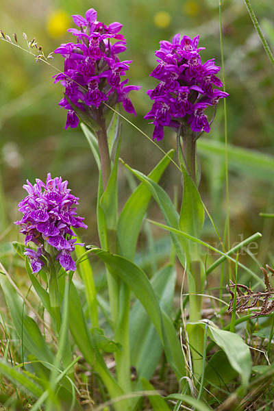 Fleischfarbenes Knabenkraut subsp. (Dactylorhiza incarnata subsp. coccinea)