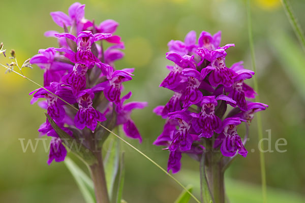 Fleischfarbenes Knabenkraut subsp. (Dactylorhiza incarnata subsp. coccinea)