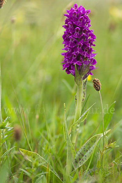 Fleischfarbenes Knabenkraut subsp. (Dactylorhiza incarnata subsp. coccinea)