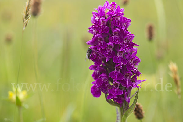 Fleischfarbenes Knabenkraut subsp. (Dactylorhiza incarnata subsp. coccinea)