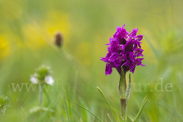 Fleischfarbenes Knabenkraut subsp. (Dactylorhiza incarnata subsp. coccinea)