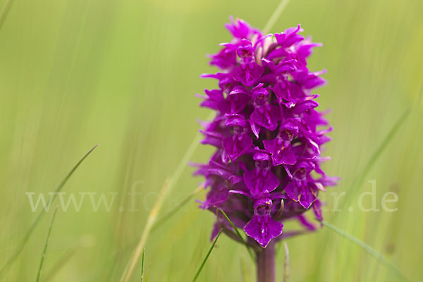 Fleischfarbenes Knabenkraut subsp. (Dactylorhiza incarnata subsp. coccinea)