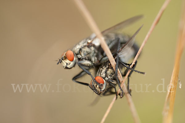 Fleischfliege (diptera)