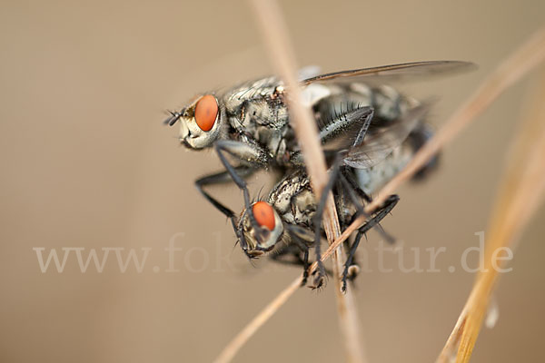 Fleischfliege (diptera)