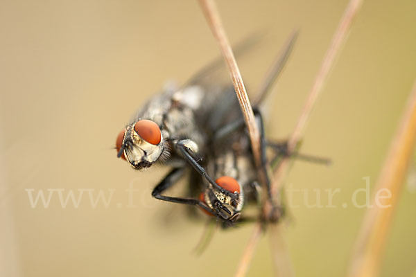 Fleischfliege (diptera)