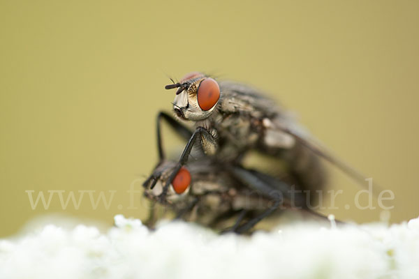 Fleischfliege (diptera)