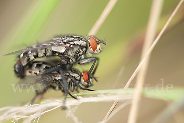 Fleischfliege (diptera)