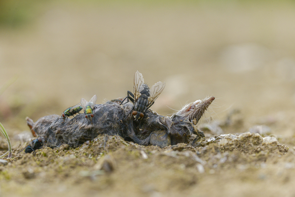 Fleischfliege spec. (Sarcophagidae spec.)