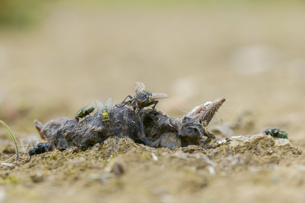 Fleischfliege spec. (Sarcophagidae spec.)