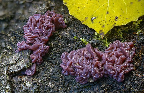 Fleischroter Gallertbecher (Ascocoryne sarcoides)