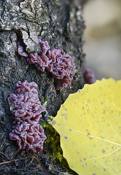 Fleischroter Gallertbecher (Ascocoryne sarcoides)