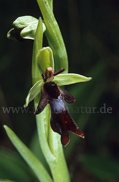 Fliegen-Ragwurz (Ophrys insectifera)