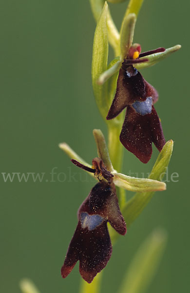 Fliegen-Ragwurz (Ophrys insectifera)