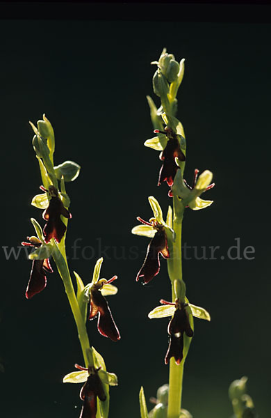 Fliegen-Ragwurz (Ophrys insectifera)