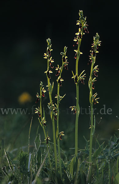 Fliegen-Ragwurz (Ophrys insectifera)