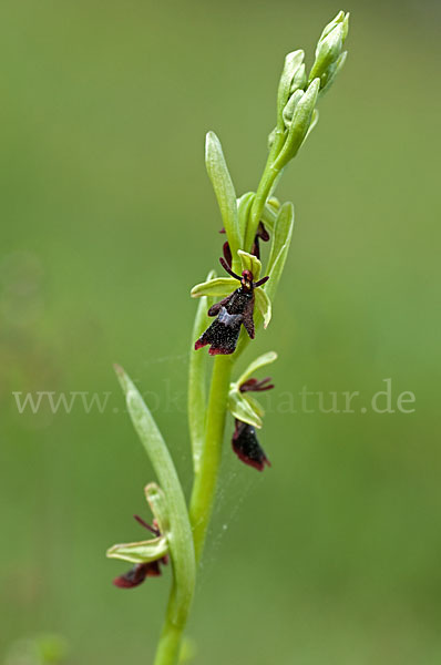 Fliegen-Ragwurz (Ophrys insectifera)