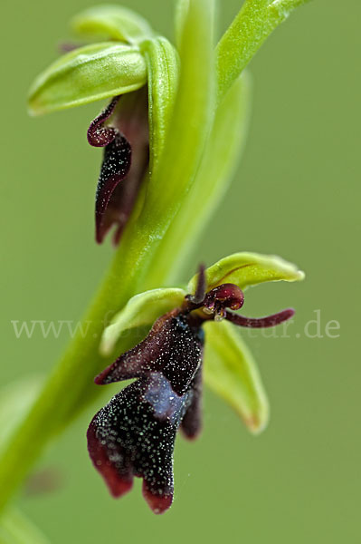 Fliegen-Ragwurz (Ophrys insectifera)