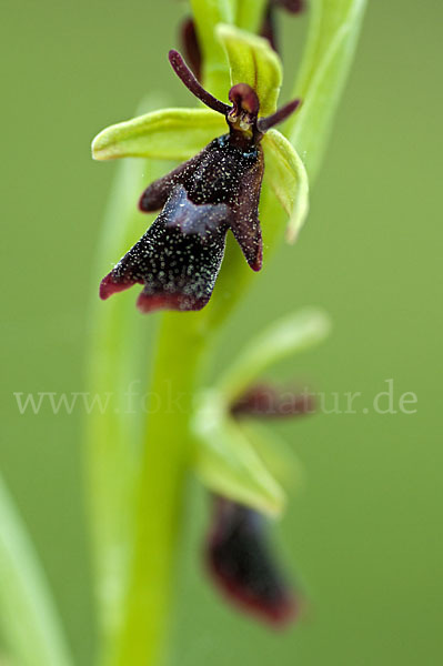 Fliegen-Ragwurz (Ophrys insectifera)