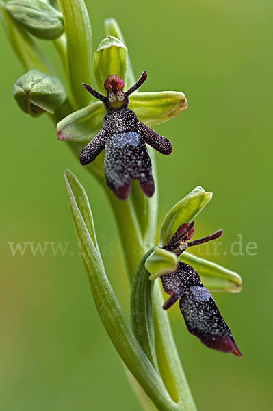 Fliegen-Ragwurz (Ophrys insectifera)