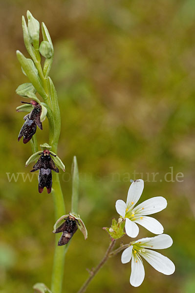 Fliegen-Ragwurz (Ophrys insectifera)