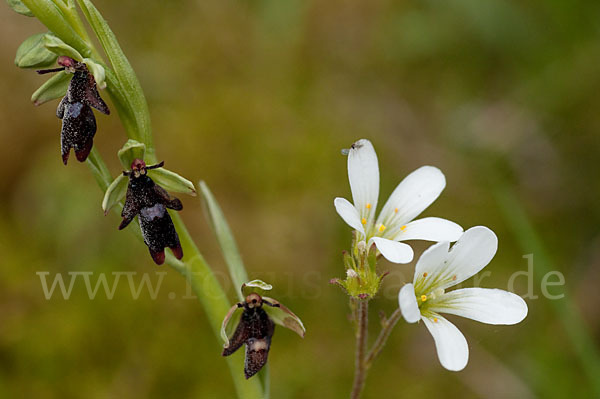 Fliegen-Ragwurz (Ophrys insectifera)