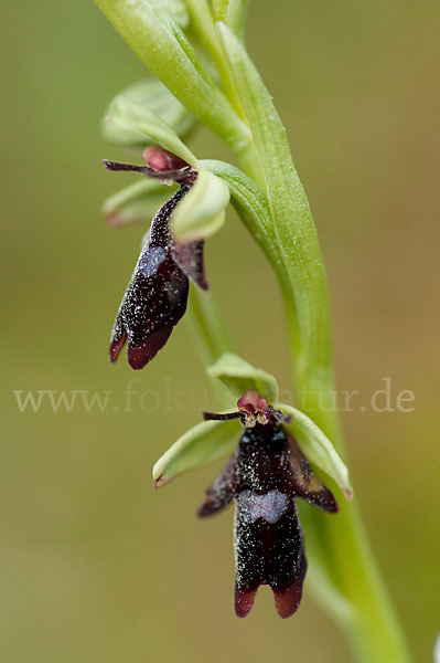 Fliegen-Ragwurz (Ophrys insectifera)