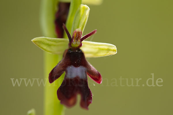 Fliegen-Ragwurz (Ophrys insectifera)