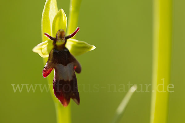 Fliegen-Ragwurz (Ophrys insectifera)