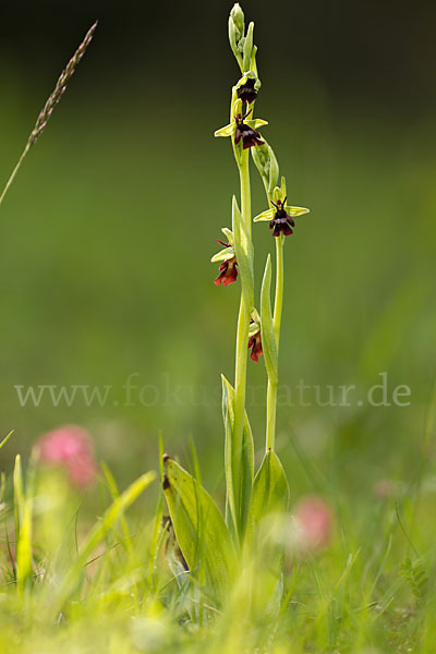 Fliegen-Ragwurz (Ophrys insectifera)