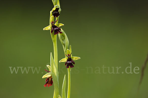 Fliegen-Ragwurz (Ophrys insectifera)