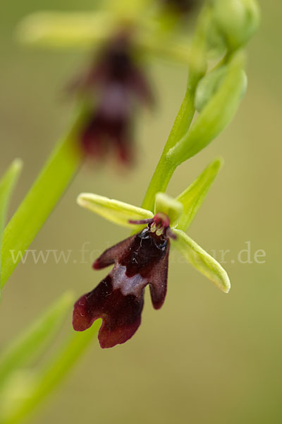 Fliegen-Ragwurz (Ophrys insectifera)